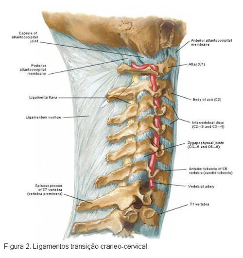 Fratura de coluna - (Afecções traumáticas da coluna vertebral) | Entenda  sua doença
